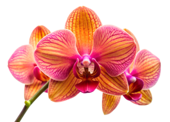 Vibrant orange and pink orchid flowers are blooming, isolated on transparent background