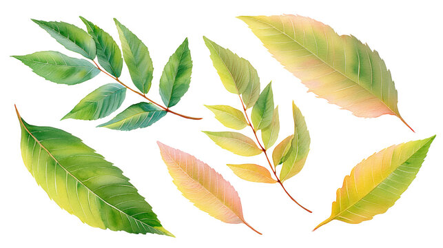 Walnut Leaf Watercolor Set with Elongated Blades and Fine Veins, with Transparent Background