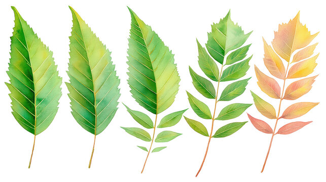 Watercolor Walnut Leaf Trio with Warm Green Gradients and Clear Midribs, with Transparent Background