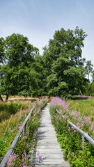 Schwellenweg durch das Schopflocher Torfmoos auf der schw&auml;bischen Alb