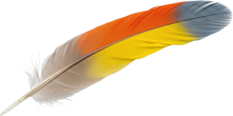Colorful bird feather segmented with orange yellow and grey sections isolate