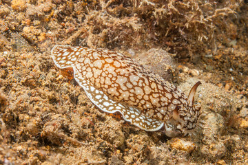 Philippines, Anilao, Nudibranch, Sea slug