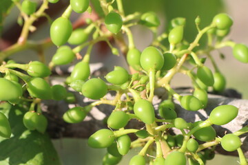Fresh Green Berries on a Vibrant Vine, Glowing with Life and Rich Colors in Natures Garden