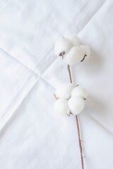 White cotton flowers on white bed linen, top view, copy space. 