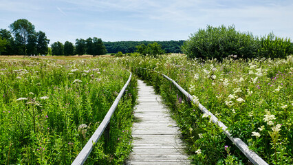 Schwellenweg durch das Schopflocher Torfmoos auf der schw&auml;bischen Alb