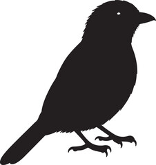  Blue-Naped Mousebird in silhouette full white baackground.