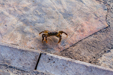 The curious look of the orange crab.