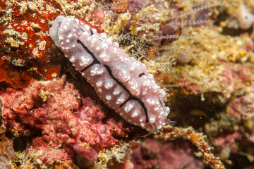 Philippines, Anilao, Nudibranch, Phyllidiella pustulosa, Sea slug