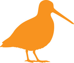 Common Snipe in silhouette full white baackground 