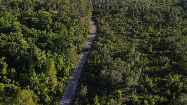 Aerial view of winding boardwalks through lush forest canopy in a Florida park in Gainesville