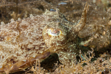 Philippines, Anilao, Needle Cuttlefish (Acanthosepion aculeatum)