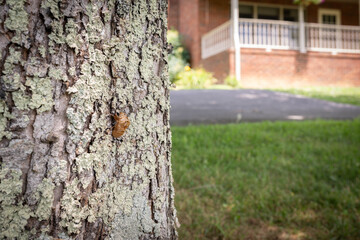 Single cicada exuviae clinging to tree bark in a front yard, after molting