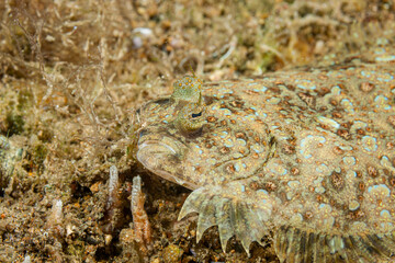 Philippines, Anilao, Peacock Flounder (Bothus mancus)