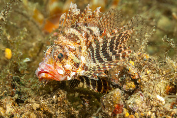 Philippines, Anilao, Blackfin Lionfish (Parapterois heterura)