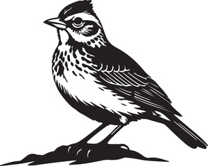 Fischer’s Sparrow-Lark bird in silhouette full white baackground.