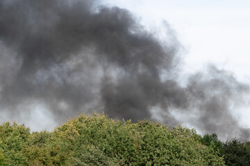 black smoke behind trees. forest fire concept
