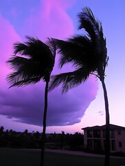 Palm trees silhouetted against a vibrant purple and blue sunset sky
