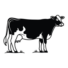 black and white cow