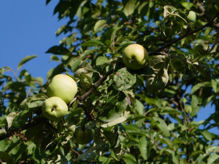Unripe Green Apples Hanging on a Branch Against a Clear Blue Sky