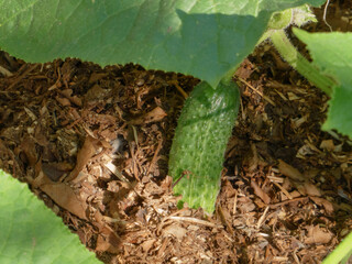 Young Spiky Cucumber Growing on Plant Among Mulch and Leaves