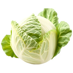 Fototapeta premium Cabbage, one isolated cabbage, light falling on it from an angle making it more visible and attractive, close-up, transparent background