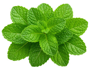   Close-Up of Fresh Green Mint Leaves with Dew Drops, Top View, Isolated on Transparent Background.