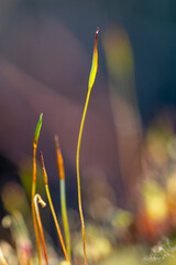 Macro of moss spores. Moss growing with spore capsules close up macro. Green moss spore boxes.
