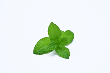 fresh sprig of mint isolated on white background close-up