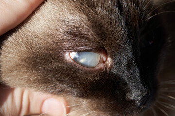 Close-up of siamese cat with eye condition showing cloudy cornea and detailed fur texture.