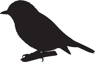 Grey-winged Robin in silhouette white background.