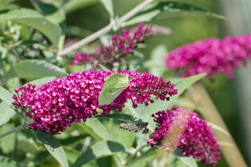 Common brimstone butterfly (Gonepteryx rhamni) perched on summer lilac in Zurich, Switzerland