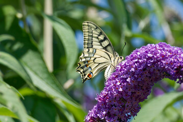 Old World Swallowtail or common yellow swallowtail (Papilio machaon) sitting on summer lilac in Zurich, Switzerland