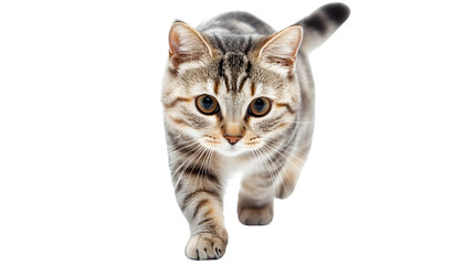 Obraz premium Graceful American Short Hair Cat Walking Towards Camera