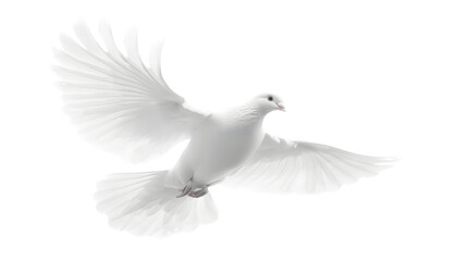 Fototapeta premium Majestic White Dove Symbolizing Freedom in Flight Isolated on White Background