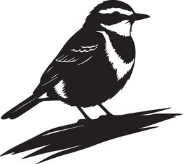 Mountain Wagtail bird in silhouette full white baackground.
