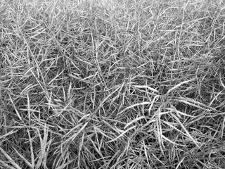 Dense network of dry, tangled branches and twigs in monochrome, forming a chaotic, textured natural...