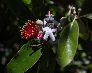 Hand made Christmas Koala in a tree