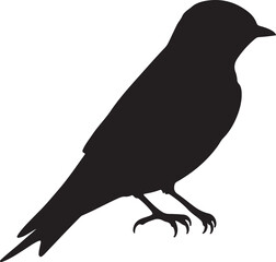 Red rumped Swallow in silhouette full white baackground.