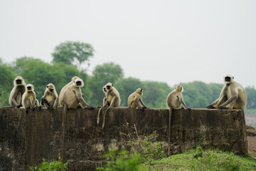 Group of langur monkeys sitting, Wild monkeys relaxing on wall, Monkey family on rural structure, Playful langurs in countryside,Indian langurs gathering outdoors.




