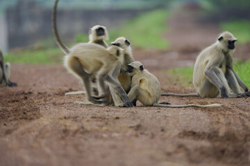 Baby monkey safe with mother, Mother langur cuddling baby, Motherhood in wildlife, Affectionate monkey family scene, Nature’s protective instincts in monkeys.


 




