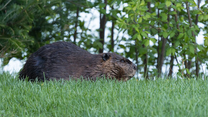 Beaver in a natural setting in Newfoundlands nature.