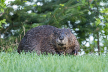 Beaver in a natural setting in Newfoundlands nature.