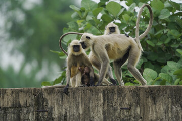 Group of langur monkeys sitting, Wild monkeys relaxing on wall, Monkey family on rural structure, Playful langurs in countryside,Indian langurs gathering outdoors.




