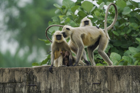 Group of langur monkeys sitting, Wild monkeys relaxing on wall, Monkey family on rural structure, Playful langurs in countryside,Indian langurs gathering outdoors.




