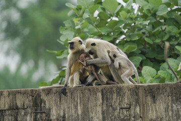 Baby monkey safe with mother, Mother langur cuddling baby, Motherhood in wildlife, Affectionate monkey family scene, Nature’s protective instincts in monkeys.


 



