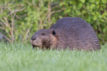 Beaver in a natural setting in Newfoundlands nature.