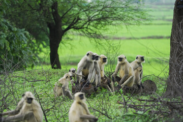 Langur monkeys in green forest, Group of monkeys enjoying nature, Wildlife scene with playful langurs, Curious langur family on tree branches, Langurs relaxing in green landscape stock photo.


 


