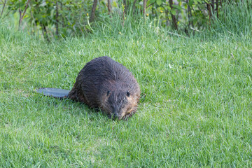 Beaver in a natural setting in Newfoundlands nature.