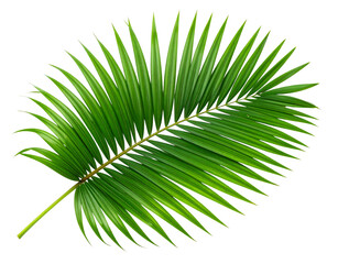 Obraz premium Curved Palm Leaf Arching Downward with Dew Drops, Side Angle View, Isolated on Transparent Background.