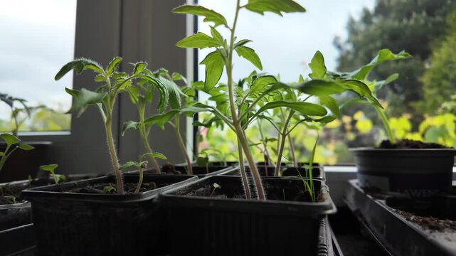 Closeup of tomato seedlings growing in small pots on a windowsill with natural light. Perfect for gardening content, eco-lifestyle videos 